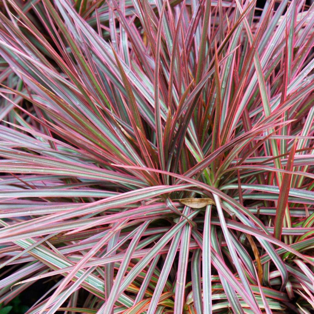 Dracaena Magenta - Drachenbaum