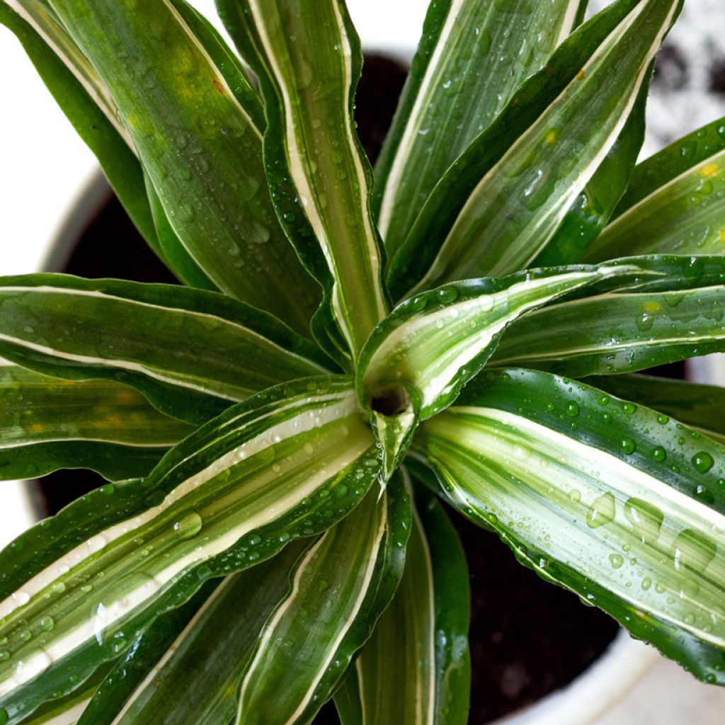 Dracaena Malaika - Drachenbaum