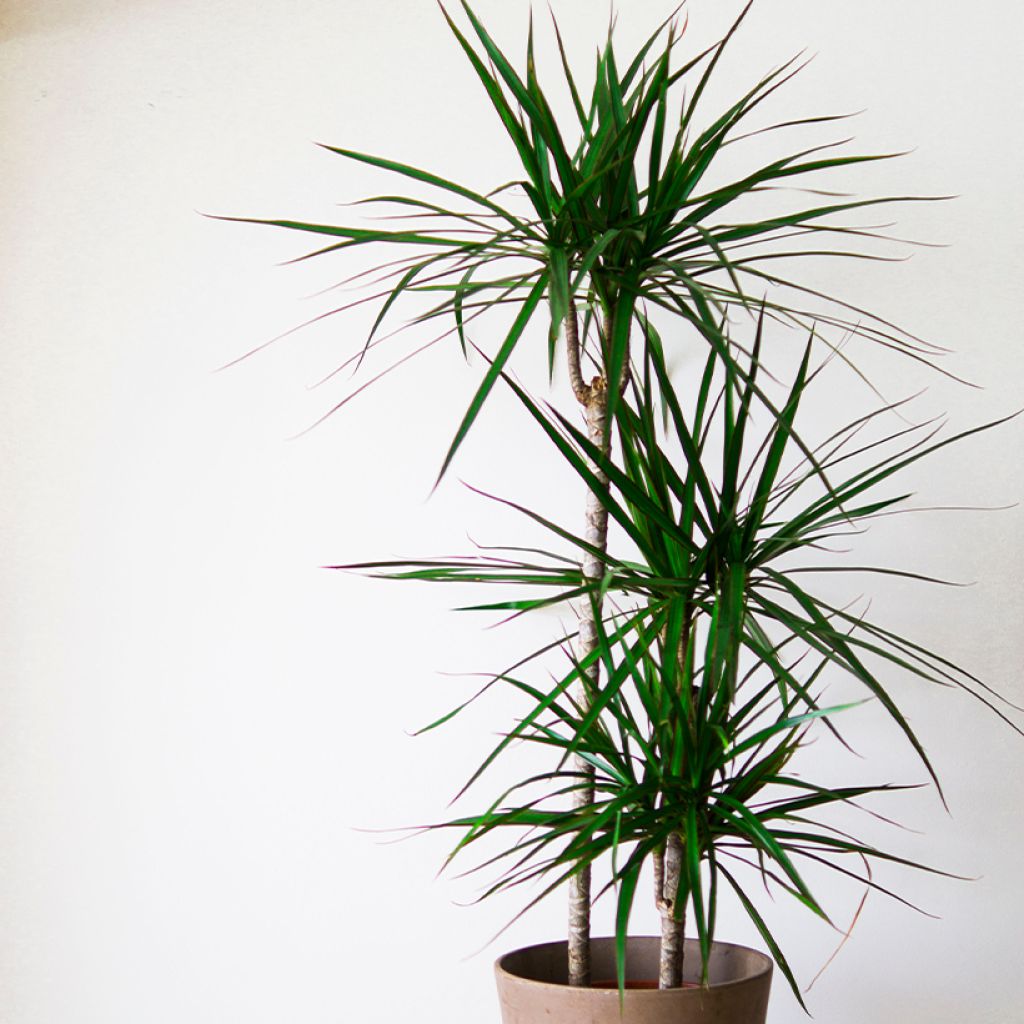 Dracaena marginata - Drachenbaum