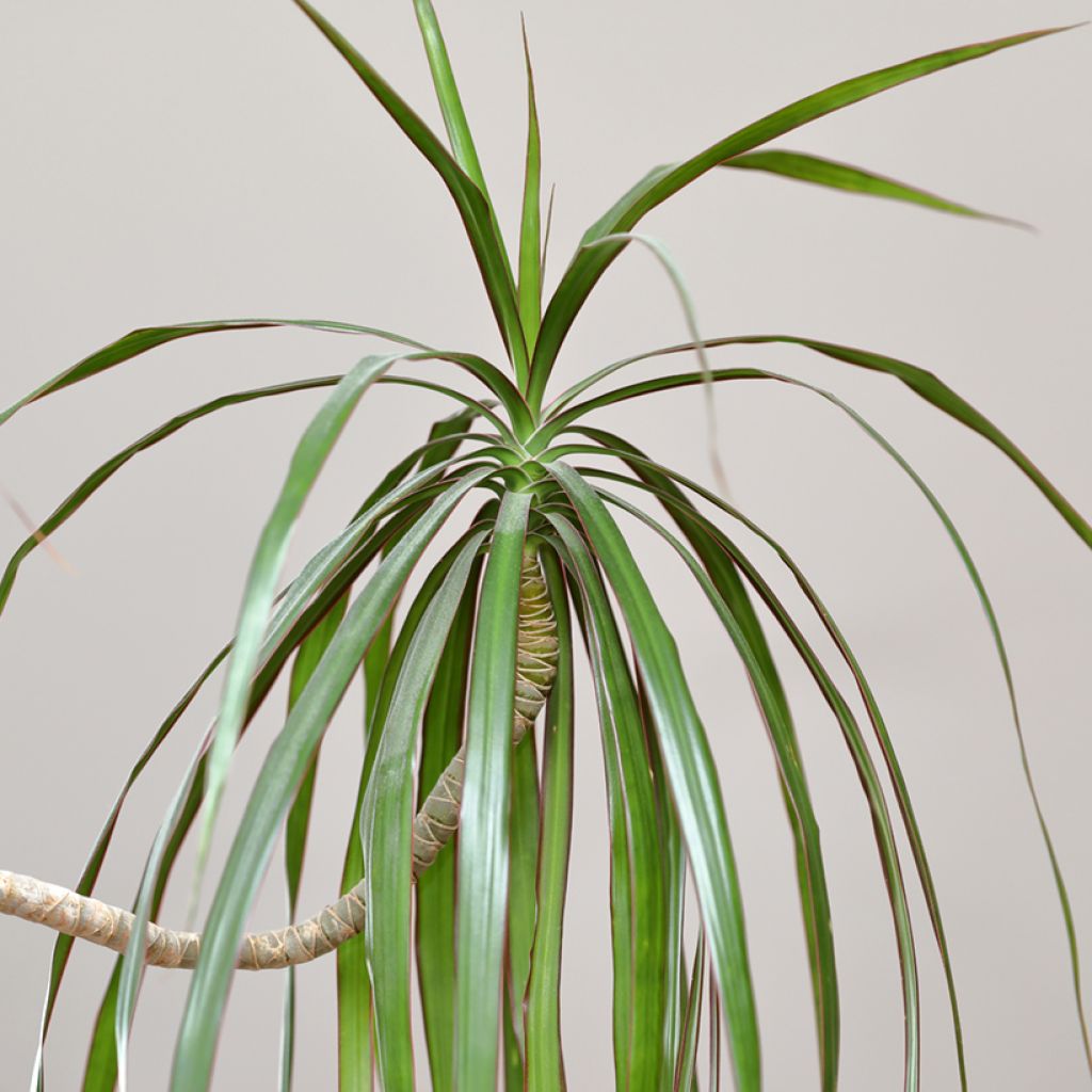 Dracaena marginata - Drachenbaum