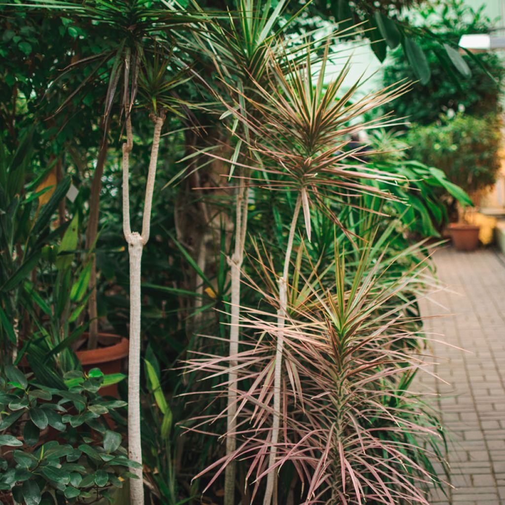Dracaena marginata - Drachenbaum