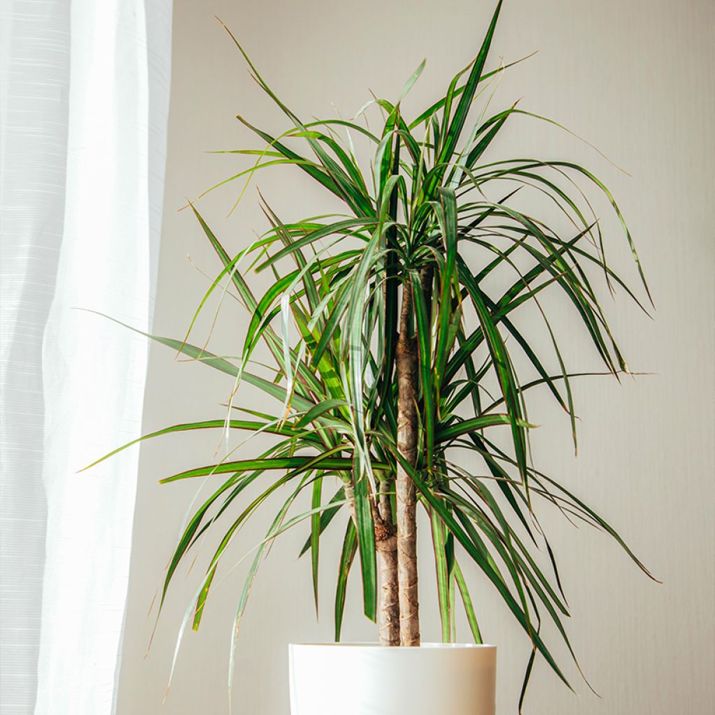 Dracaena marginata - Drachenbaum