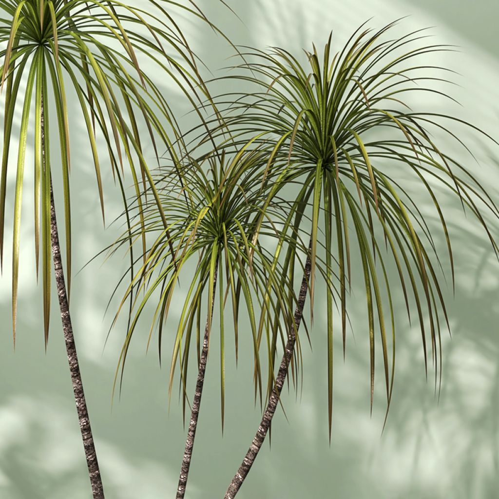Dracaena marginata - Drachenbaum