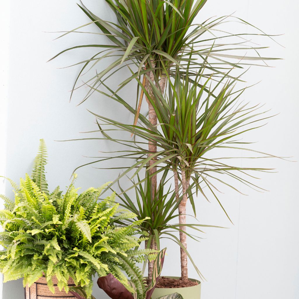 Dracaena marginata - Drachenbaum