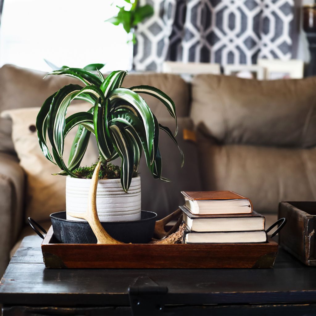 Dracaena White Jewel - Drachenbaum