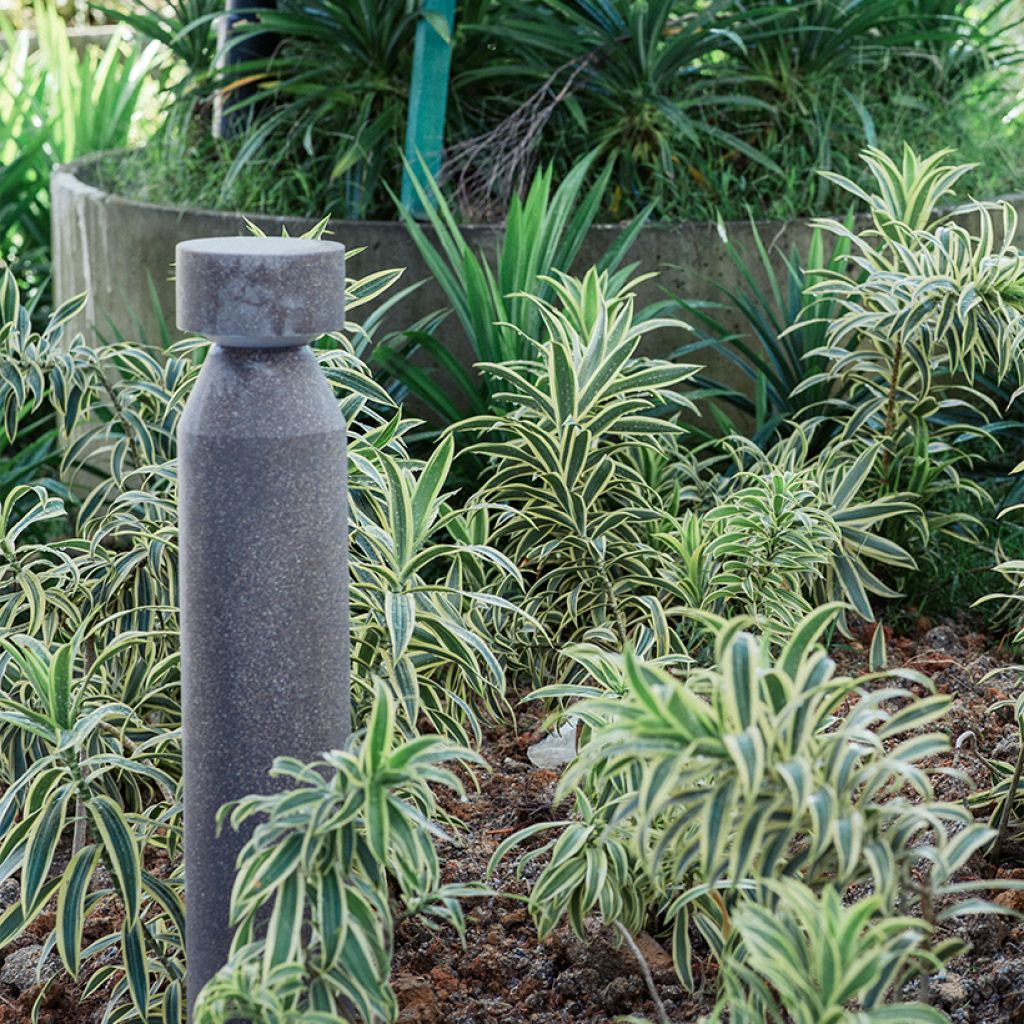 Dracaena White Jewel - Drachenbaum