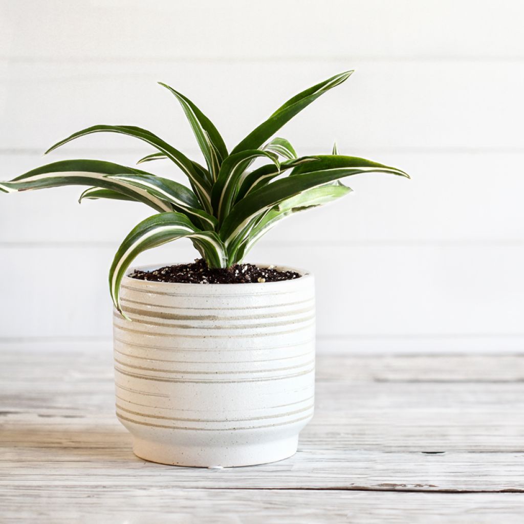 Dracaena White Jewel - Drachenbaum