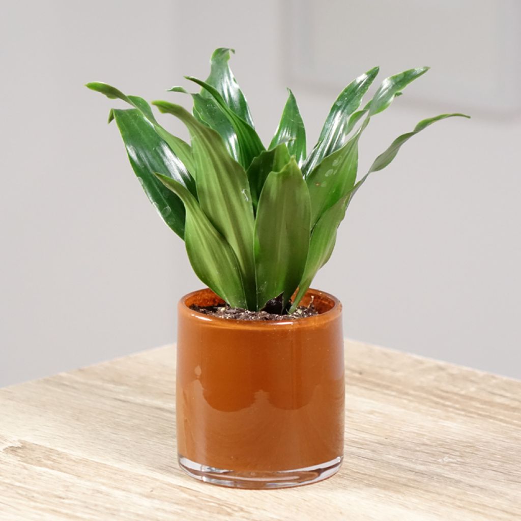 Dracaena Janet Craig - Drachenbaum