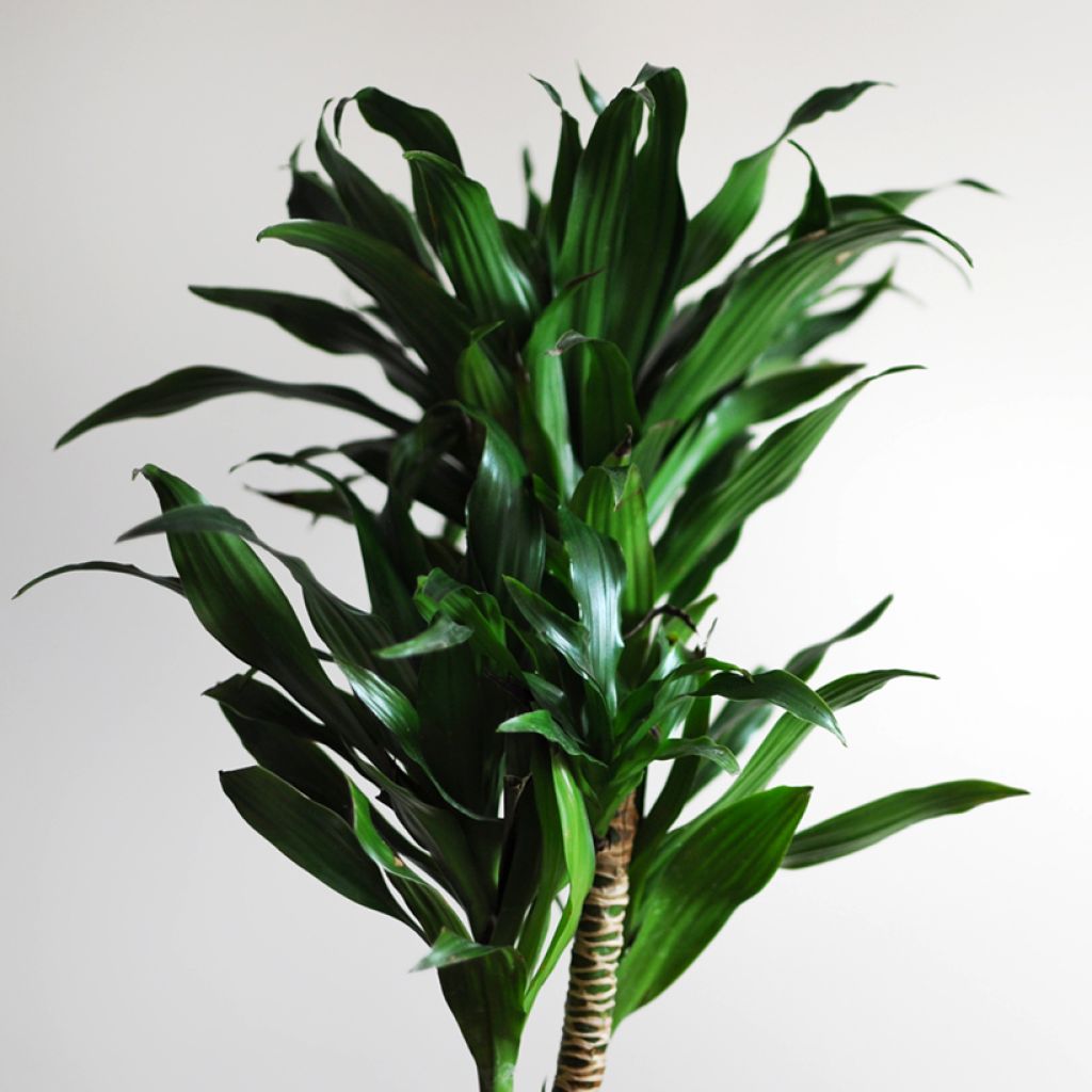 Dracaena Janet Craig - Drachenbaum