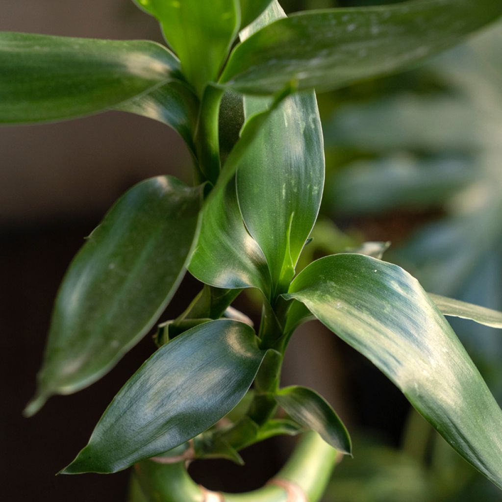 Dracaena sanderiana - Glücksbambus