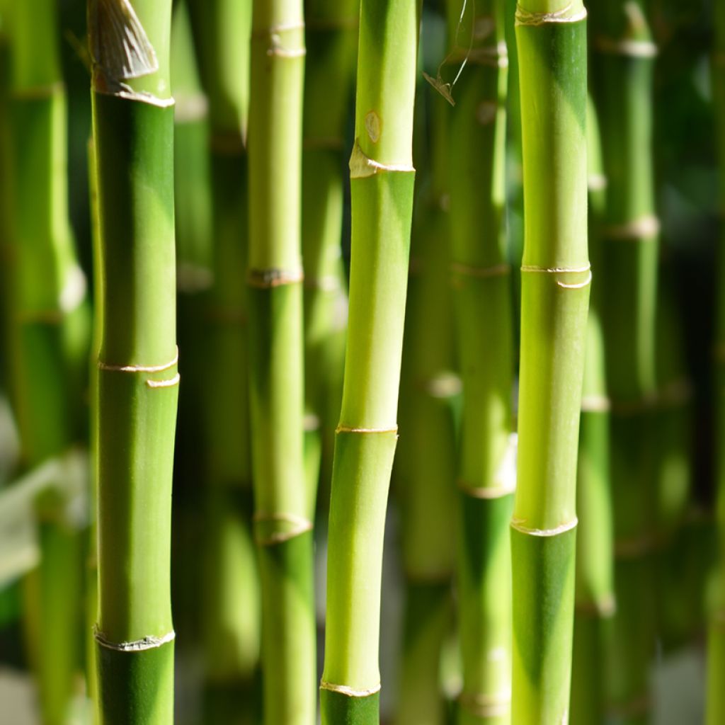 Dracaena sanderiana - Glücksbambus