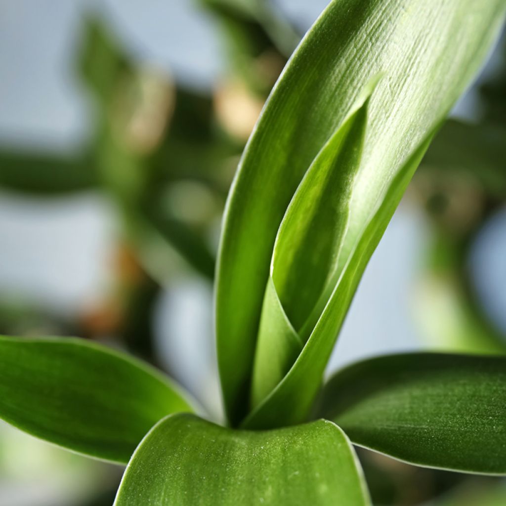 Dracaena sanderiana - Glücksbambus