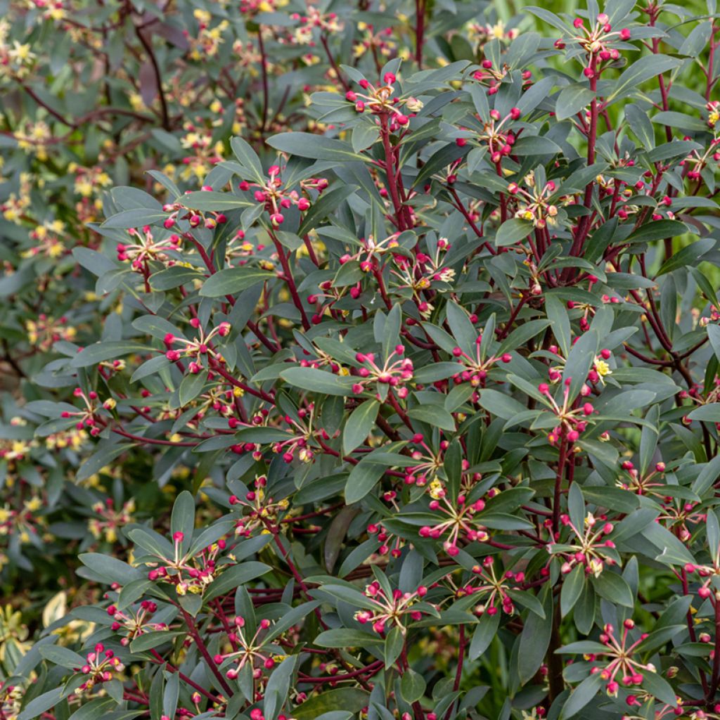 Drimys aromatica Red Spice - Tasmanischer Bergpfeffer