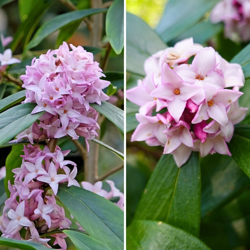 Duftende Daphne-Duos