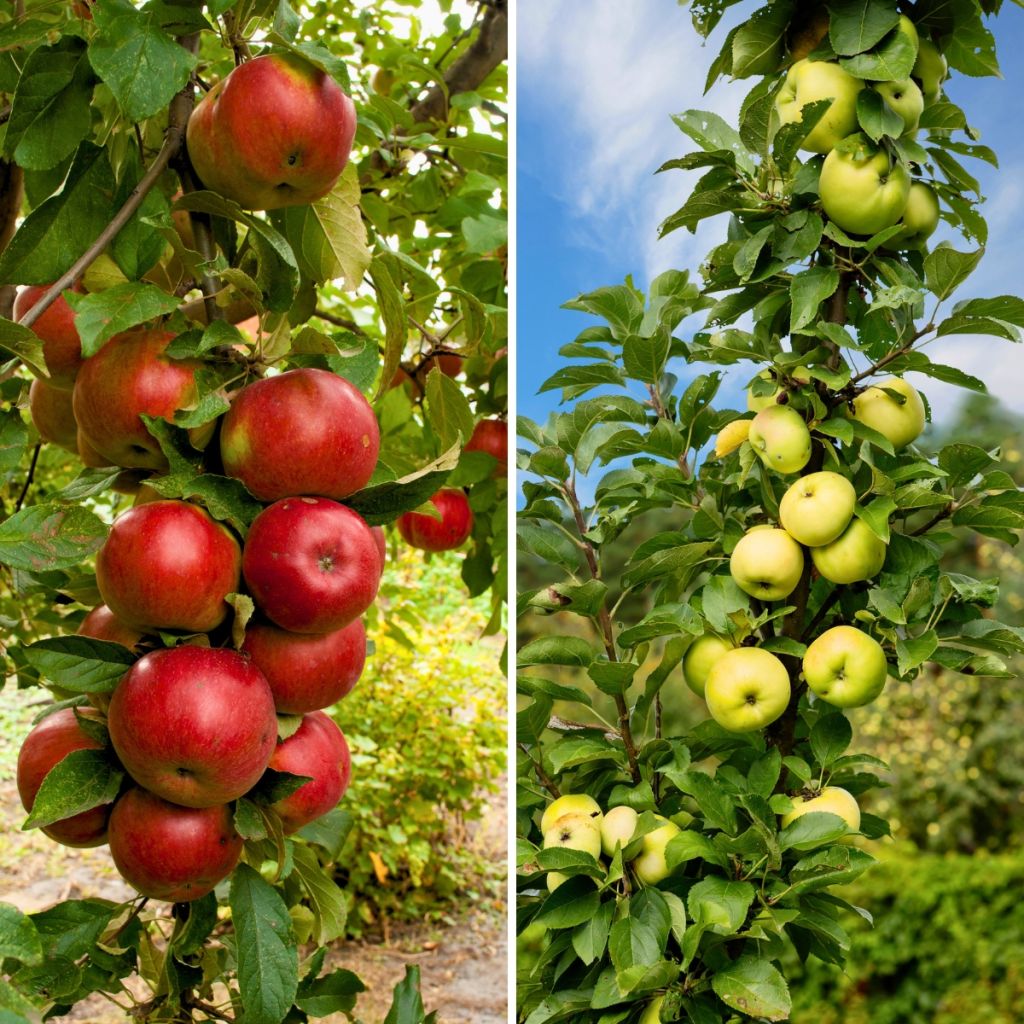 Pollinierungsdoppel für Säulenapfelbäume