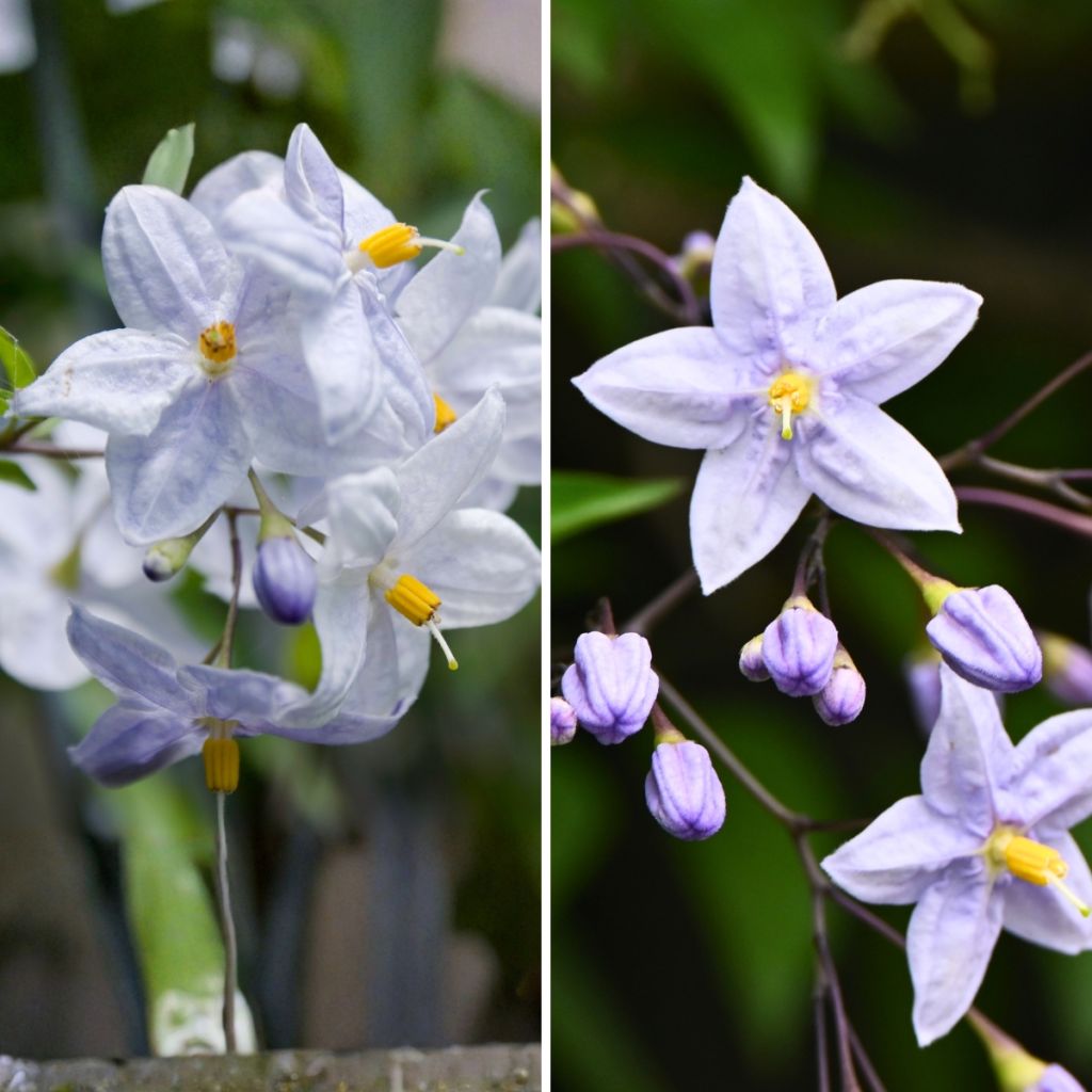 Duo Solanum jasminoides - falscher Jasmin