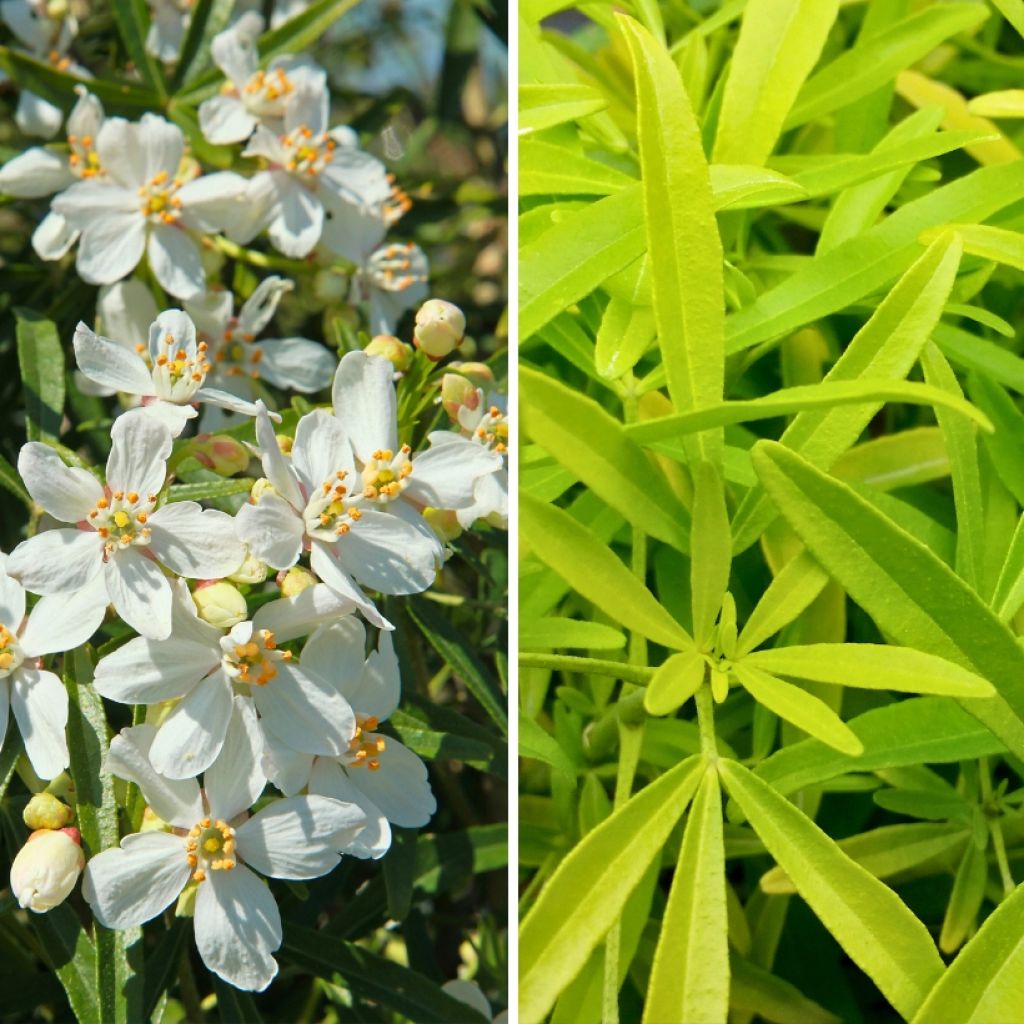 Duo kleiner Mexikanischer Orangenbäume für Beete und Töpfe