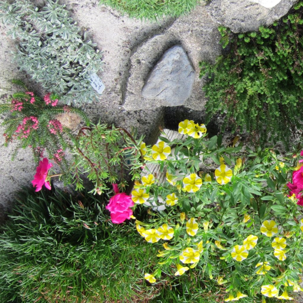 Cornwall-Heide Mrs D.F. Maxwell - Erica vagans