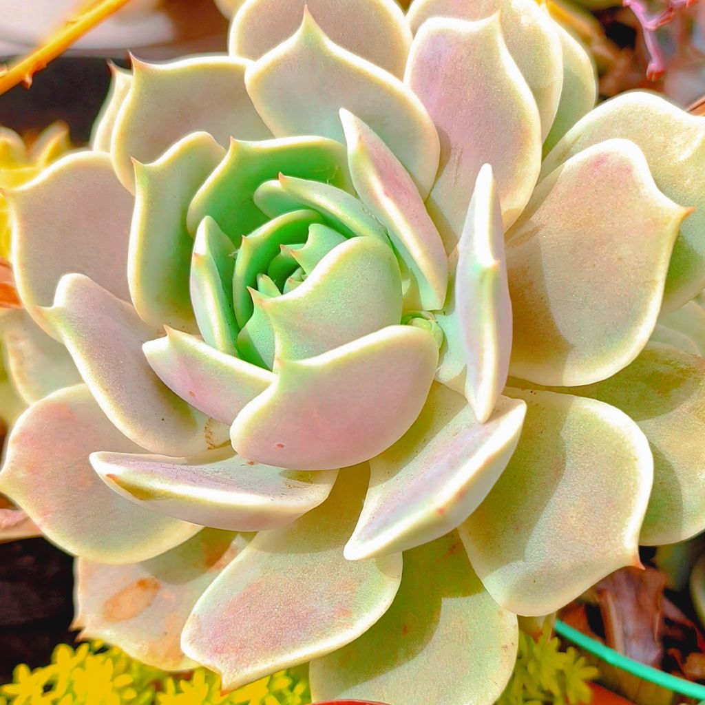 Echeveria Lola - Echeverie
