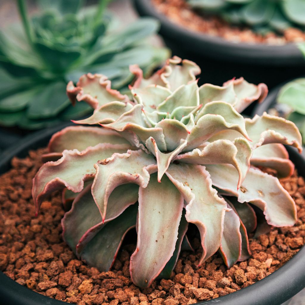 Echeveria Madiba - Echeverie