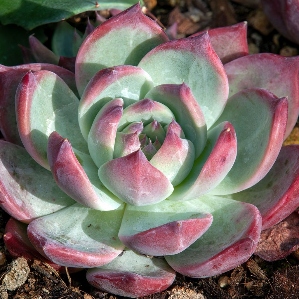 Echeveria Nina - Echeverie