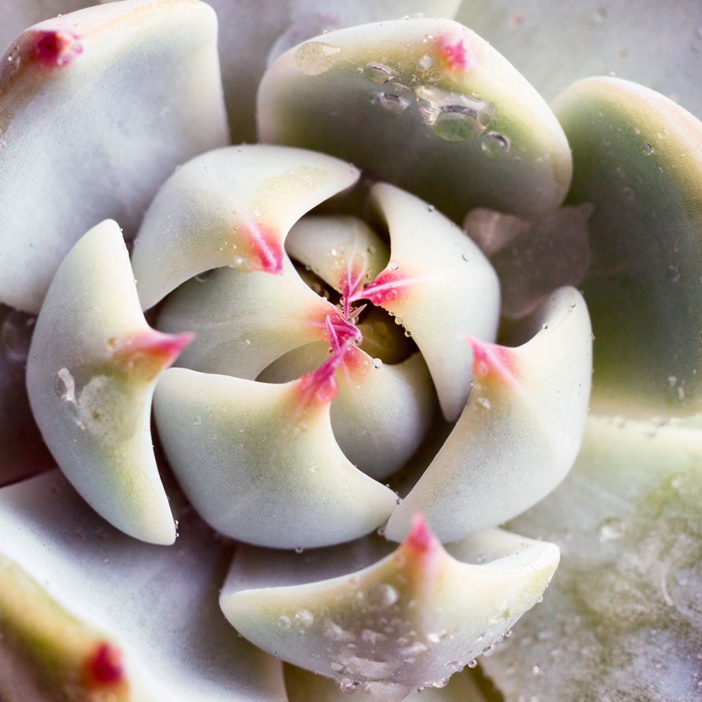 Echeveria Parva - Echeverie