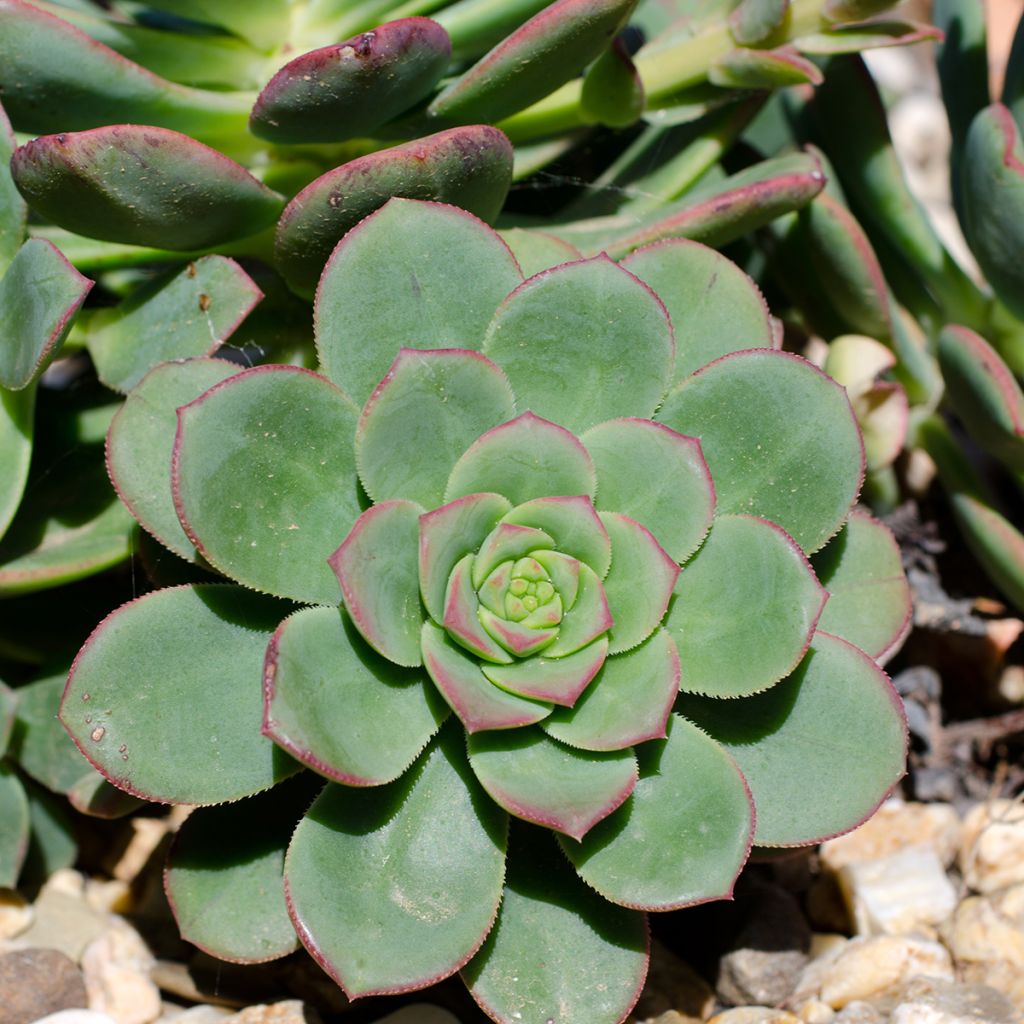 Echeveria Pink Edge - Echeverie