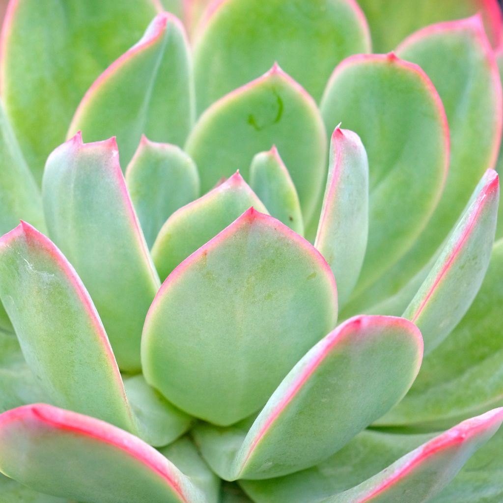 Echeveria Pink Edge - Echeverie