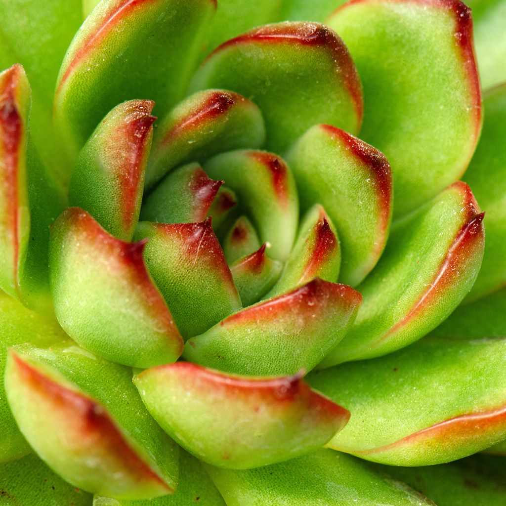 Echeveria agavoides Red Tip - Echeverie