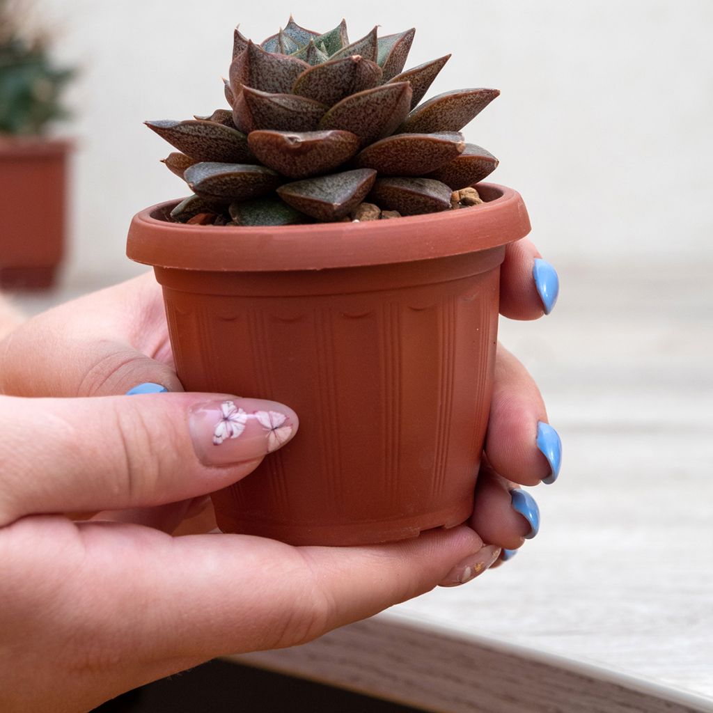 Echeveria purpusiorum - Echeverie