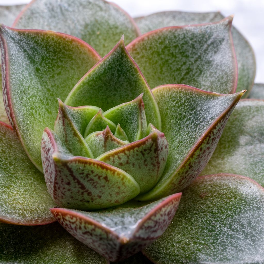 Echeveria purpusiorum - Echeverie