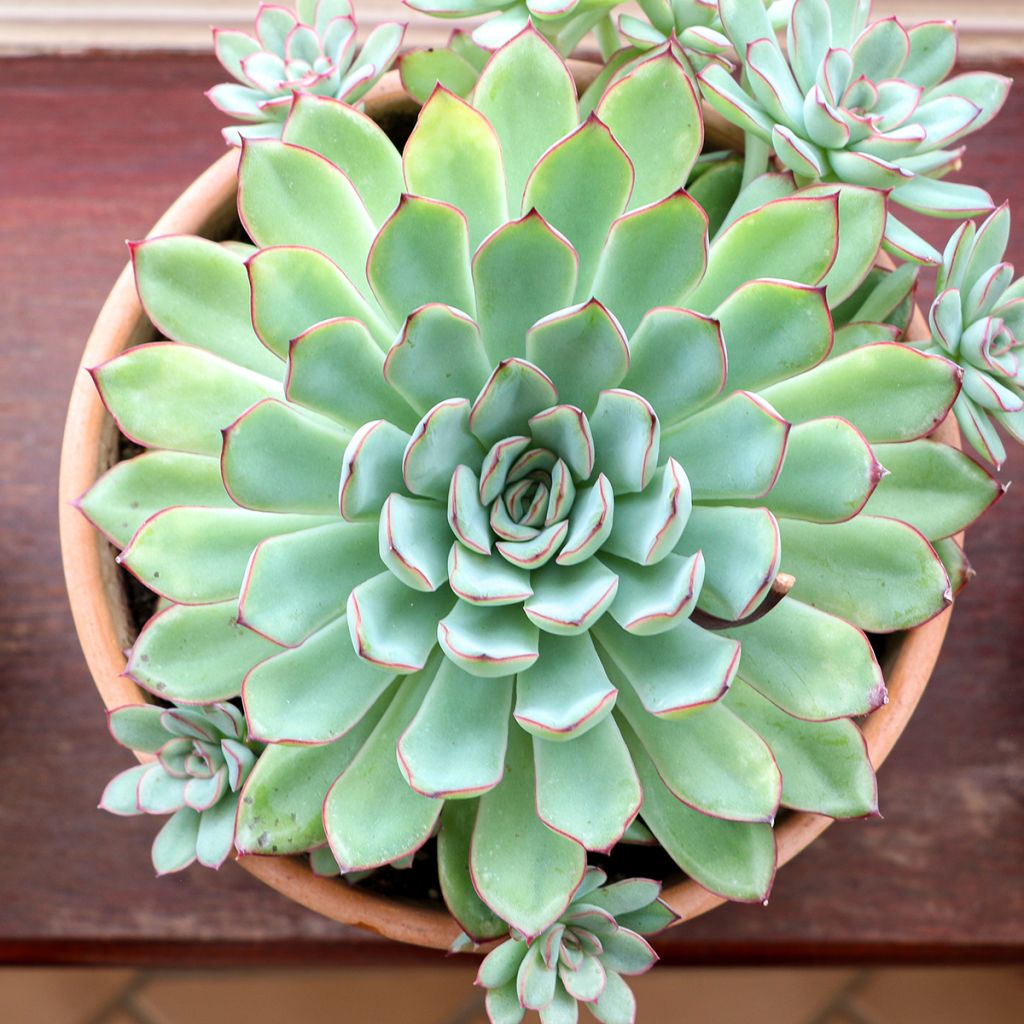 Echeveria pulidonis - Echeverie