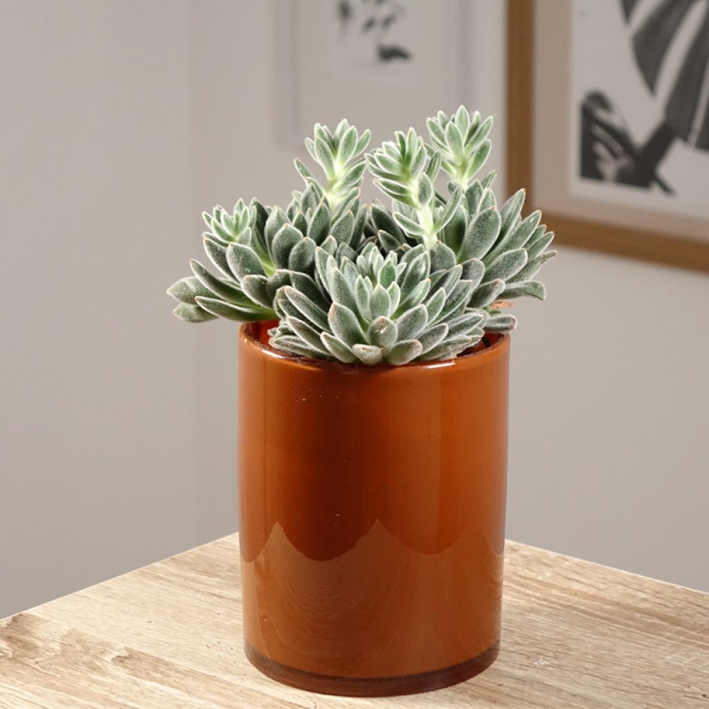 Echeveria setosa - Echeverie