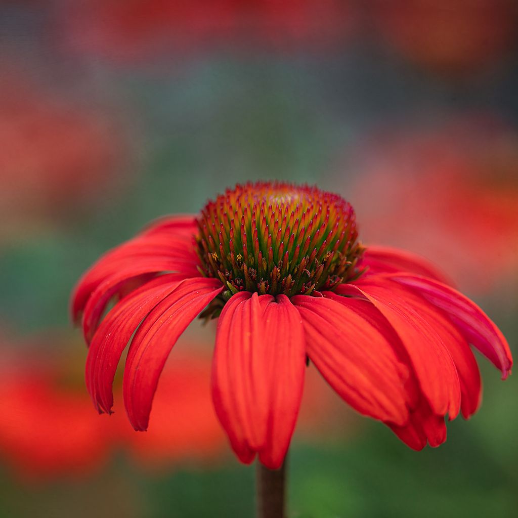 Echinacea Kismet Orange Intense - Scheinsonnenhut