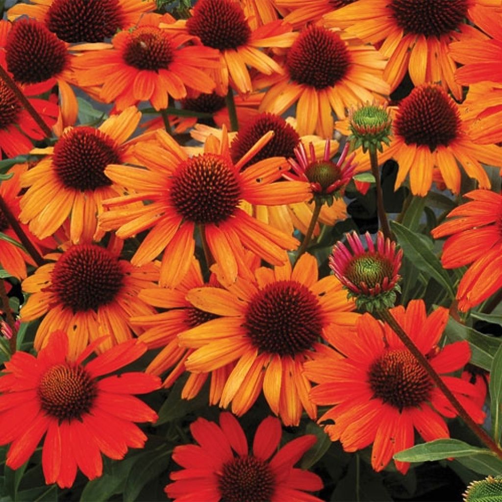 Echinacea Kismet Orange Intense - Scheinsonnenhut
