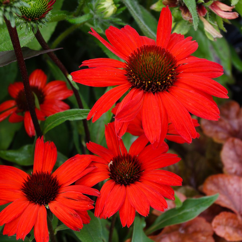 Echinacea Kismet Red - Scheinsonnenhut