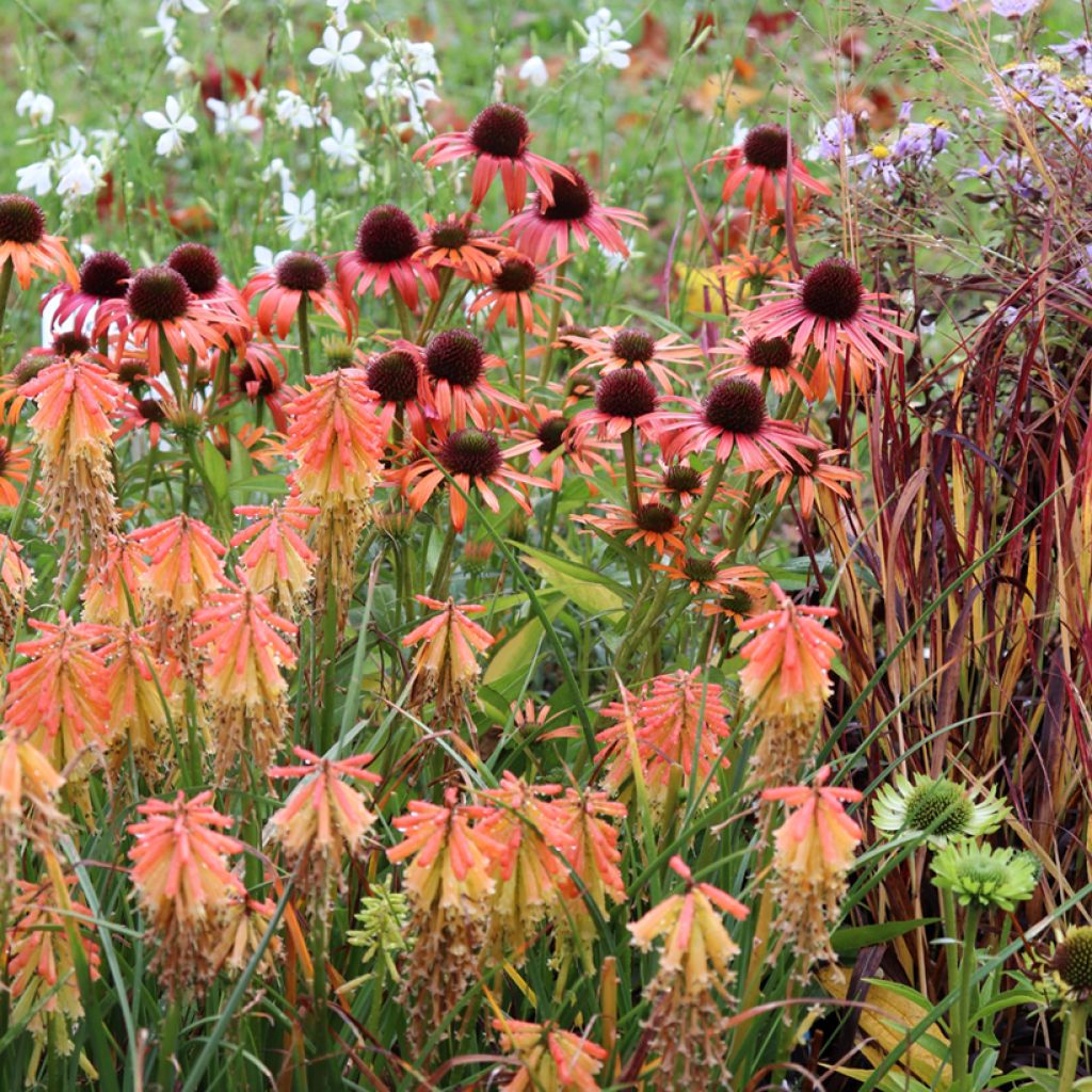 Echinacea Butterfly Orange Skipper - Scheinsonnenhut