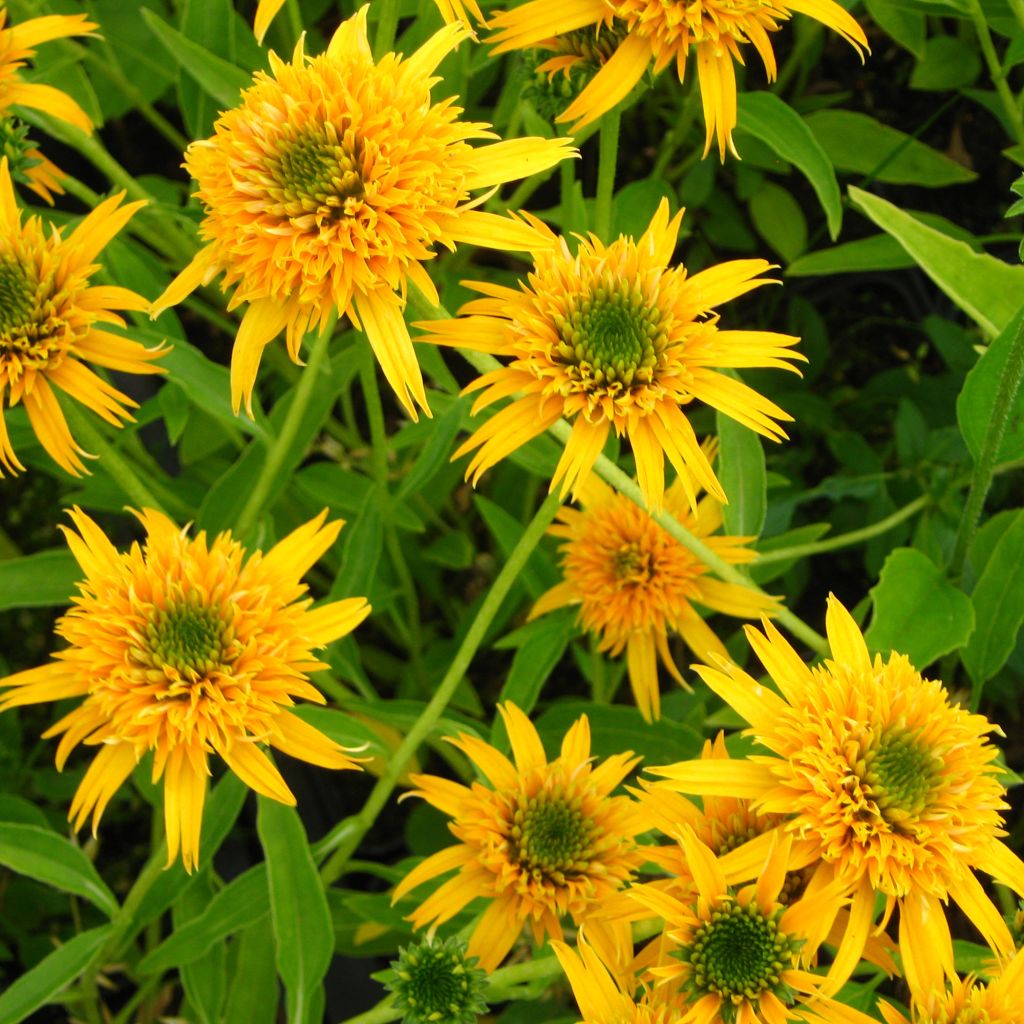 Echinacea purpurea Secret Glow - Sonnenhut