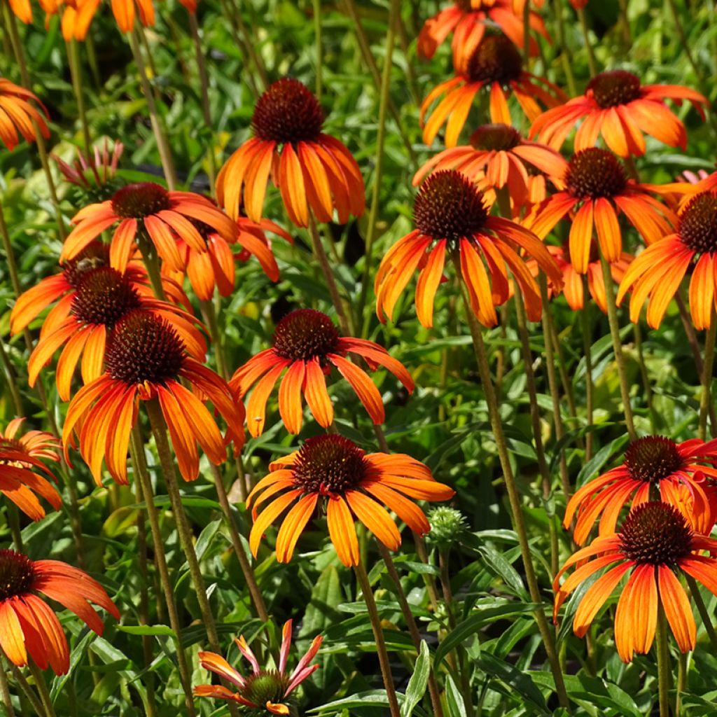 Echinacea purpurea Tangerine Dream - Sonnenhut