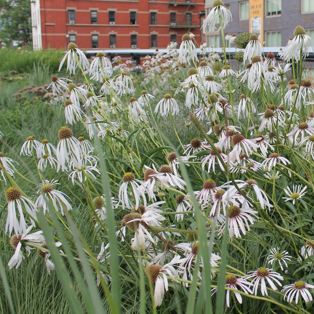 Echinacea pallida Hula Dancer - Bleicher Sonnenhut