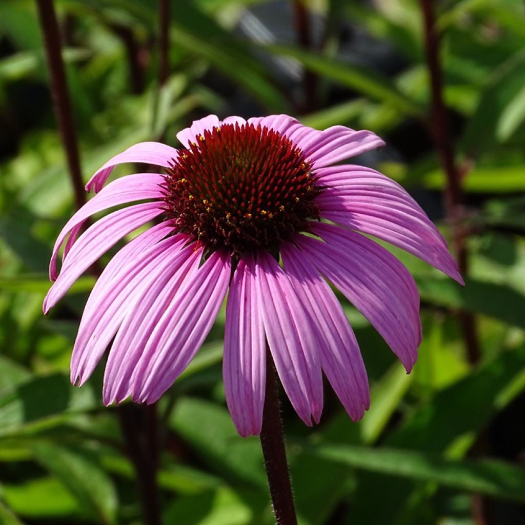 Echinacea purpurea Augustkönigin - Sonnenhut