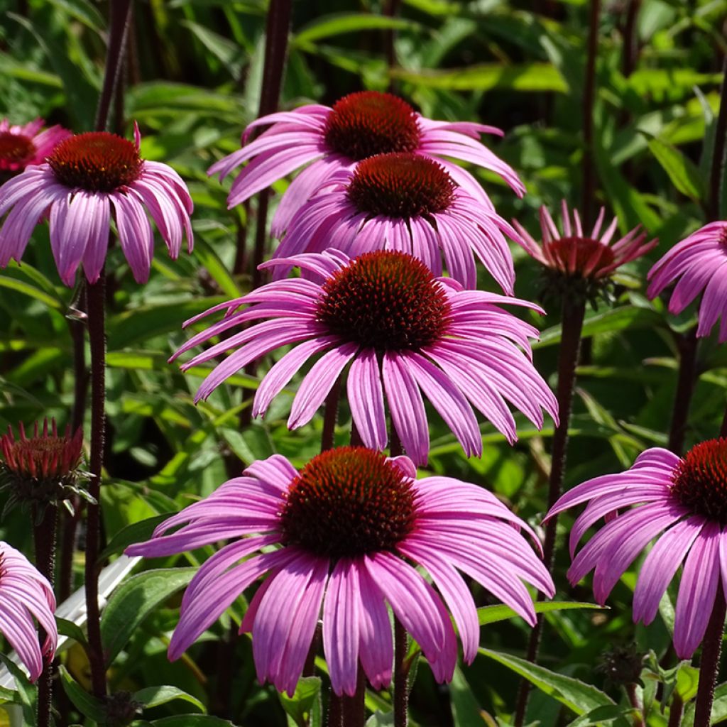 Echinacea purpurea Augustkönigin - Sonnenhut