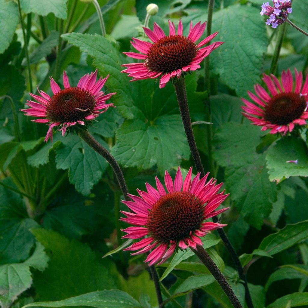 Echinacea purpurea Vintage Wine - Sonnenhut