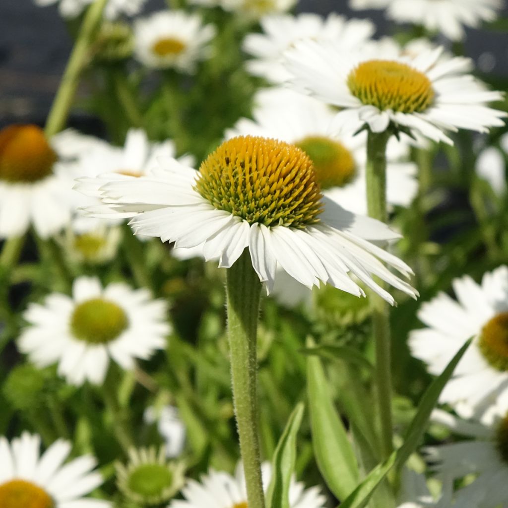 Echinacea purpurea White Meditation - Sonnenhut