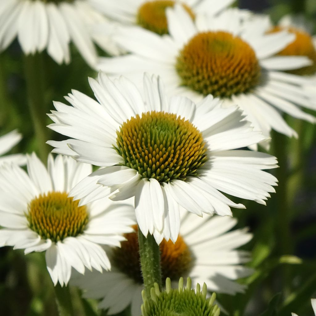 Echinacea purpurea White Meditation - Sonnenhut
