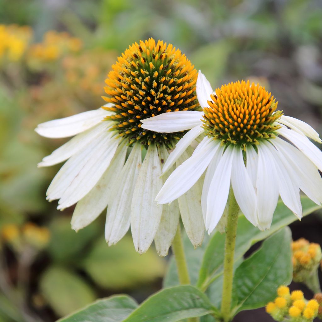 Echinacea purpurea White Swan (BIO Samen) - Sonnenhut