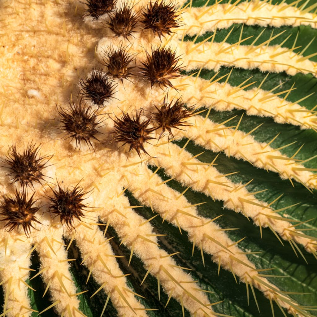 Echinocactus grusonii