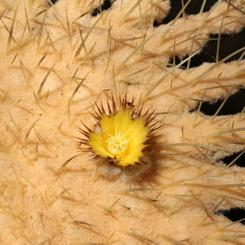 Echinocactus grusonii var. brevispinus