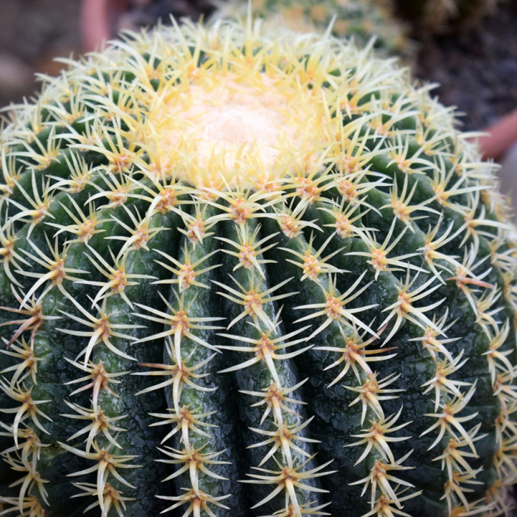 Echinocactus grusonii var. brevispinus