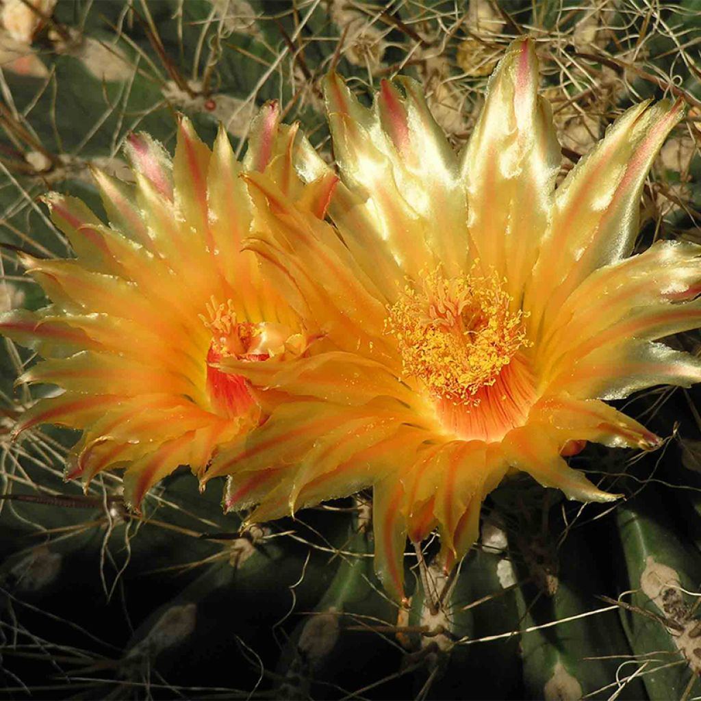 Echinocactus grusonii var. albispinus